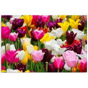 Feeby - Tableau bois tulipes 4 - 80 x 60 cm - Rose