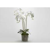 Lou De Castellane - Orchidée Phalae Diva blanc 91