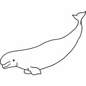 A8 'Baleine Béluga' Tampon (Non monté) (RS00016407)