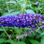 Arbre à Papillons (Buddleia Davidii 'Empire Blue')