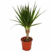 Dragonnier - Dracaena marginata - 1 plante - plante d'intérieur facile d'entretien - purificateur d'air - pot de 12cm - Exotenherz