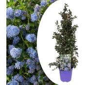 Ceanothus thyrsiflorus Repens - Arbuste - Pot 17cm - Hauteur 60-70cm - Bleu