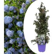 Plant In A Box - Ceanothus thyrsiflorus Repens - Arbuste - Pot 17cm - Hauteur 60-70cm - Bleu