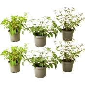 Plant In A Box - Fuchsia - Mélange de 6 - Sarah, Thumb,