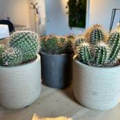 Serres Desrumaux - Lot 3 Cactus en pot de 8 cm (c).