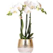 Kolibri Orchids - Orchidée Phalaenopsis blanche -