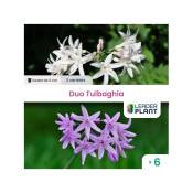 Leaderplantcom - Duo Tulbaghia : 6 plants de 2 couleurs