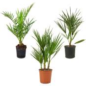 Mélange de Palmiers Rustiques - Lot de 3 - Plantes