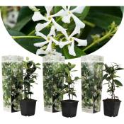 Plant In A Box - Jasmin de Toscane - Set de 3 - Blanc - Pot 9cm - Hauteur 25-40cm - Blanc