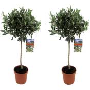 Plant In A Box - Olea Europaea - Set de 2 - Olivier sur tige - Pot 21cm - Hauteur 90-100cm - Blanc