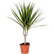 Bloomique - Dracaena Marginata - Plante d'intérieur et pot de pépinière ⌀12 cm - ↕35-45 cm