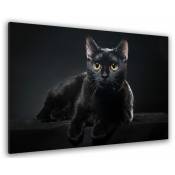 Hxadeco - Tableau animaux petit chat noir aux yeux