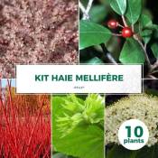 Pepinières Naudet - Kit Haie Mellifère - 10 Jeunes Plants -