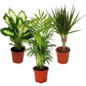 Exotenherz - Set de plantes d'intérieur - Dieffenbachia - Chamaedorrea elegans - Dracaena marginata - 3 plantes - facile d'entretien