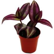 Mini plante - Tradescantia « Purple » - fleur à