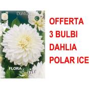 Offre 3 ampoules décoratives dahlia glace polaire