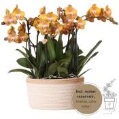 Set d'orchidées orange dans un panier en coton avec