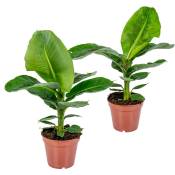 Bloomique - Bananier - Musa 'Tropicana' lot de 2 - Plante d'intérieur tropicale en pot de culture ⌀17 cm - ↕40 cm