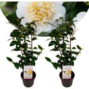 Camellia japonica Brushfield's Yellow - Set de 2 - Pot 15cm - Hauteur 50-60cm - Jaune