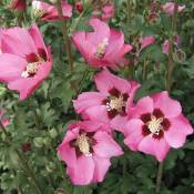 Hibiscus syriacus Pink Giant® 'Flogi'/Pot de 7,5L