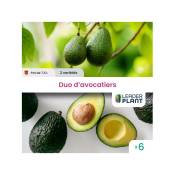 Leaderplantcom - Duo Avocatiers - 2 variété - lot