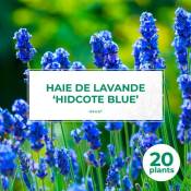 Pepinières Naudet - 20 Lavande 'Hidcote Blue' (Lanvandula