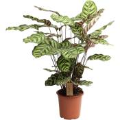 Plant In A Box - Calathea Makoyana - Plante tropicale - Pot 21cm - Hauteur 60-70cm - Vert