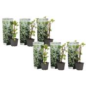 Plant In A Box - Hortensia Petiolaris - Set de 6 -