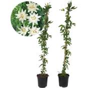 Plant In A Box - Passiflore 'Constance Elliot' xl - 2 pièces - Passiflore - ⌀17 cm - H120 cm - Blanc