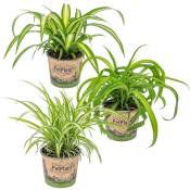 3x Grass Lily Mix - Grass Lily - Plantes d'intérieur