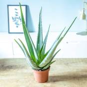 Aloe vera plante d'intérieur facile d'entretien