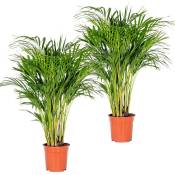 Bloomique - 2x Dypsis Lutescens - Golden Palm - Plante