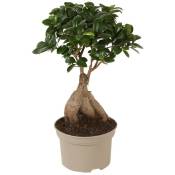Plant In A Box - Bonsaï Ficus Ginseng - Plante d'intérieur