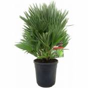 Plant In A Box - Chamaerops 'Vulcano' - Palmier nain rustique - Pot 24cm - Hauteur 55-65cm