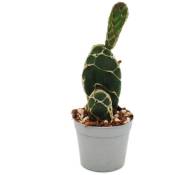 Exotenherz - Cactus cobra - Opuntia reticulata Cobra - Cactus à oreilles remarquable - Pot de 6,5cm