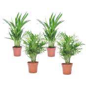 Plant In A Box - Palmiers d'intérieur - Mélange de 4 - Pot 12cm - Hauteur 25-40cm - Vert