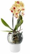 Pot à réserve d'eau Large Ø 15 cm / Pour orchidée