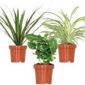 3x Mélange de plantes d'intérieur – Coffea-Dracaena-Chlorophytum– ⌀12 cm - ↕ 25-35 cm