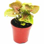 Mini-Plant - Syngonium - Tute Violet - Idéal pour les petits bols et verres - Petite plante en pot de 5,5 cm