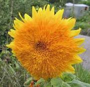 PLAT FIRM GRAINES DE GERMINATION: Sonnenblumen-, GIANT