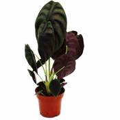Exotenherz - Alocasia cuprea Red Secret - Arum Tropical - Alocasia - Feuille Flèche Métallique - Red Secret - pot 12cm