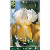 Iris d'allemagne blanc et jaune (lot de 1 bulbe)