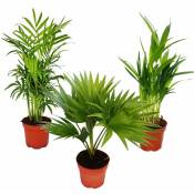 Palmiers de chambre - Lot de 3 - Palmier des montagnes (Chamaedorea) - Palmier éventail (Livistona) - Areca (Palmier aux fruits d'or)