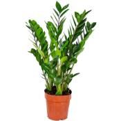 Palmier émeraude - Zamioculcas - Plante d'intérieur en pot de pépinière ⌀17 cm - ↕60 cm