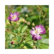 Javoy Plantes - Rosier liane 'Veilchenblau' - rosa
