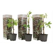 Plant In A Box - Parthenocissus 'Wild Winged' - Set de 3 - Pot 9cm - Hauteur 25-40cm - Vert