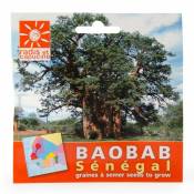 Radis Et Capucine - Graines de Baobab du Senegal en