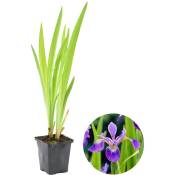 Iris 'Versicolor' – Iris sauvage – Plante de bassin – Rustique – ⌀9 cm - ↕20-30 cm