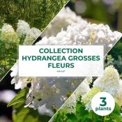Collection 3 Hydrangea grosses fleurs - Godet 8cm et