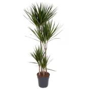 Plant In A Box - Dracaena Marginata - Dragonnier xl - Pot de 27cm - Hauteur de 150-160cm - Vert